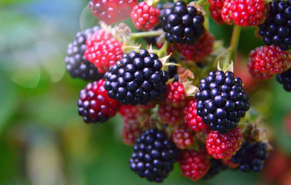 Wild blackberries