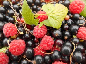 colourful blackcurrants and raspberries