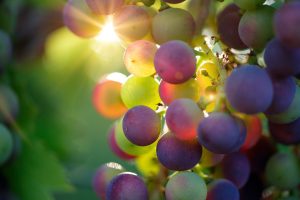 colourful grapes in the sunshine