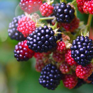 The health benefits of blackberries