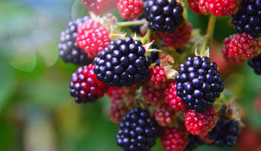 The health benefits of blackberries