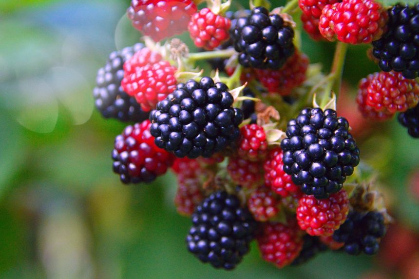 The health benefits of blackberries